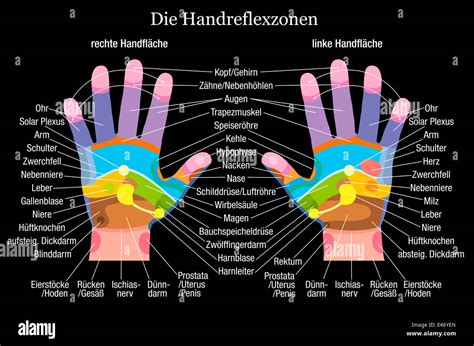 Hand Reflexology Chart With Accurate Description Of The Corresponding Internal Organs And Body