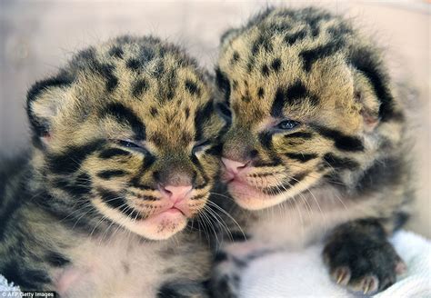 Rare Clouded Leopard Cubs Make First Appearance Zoo Miami In Florida At