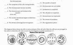 Photosynthesis occurs in the chloroplast, an organelle found in plant and algae cells. The Cell Cycle Coloring Worksheet Key | Biology worksheet ...