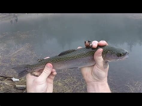 Two rivers ramps had the most fishing pressure overall with many angling groups having success. Crystal Lake Fishing 02.22.2015 - YouTube