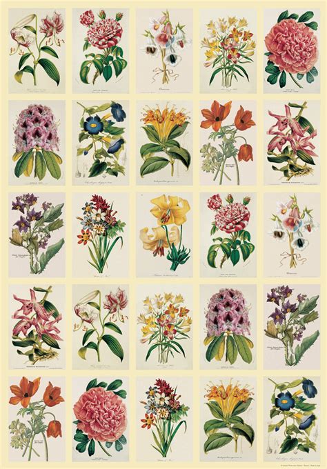 Frames available in black, white, or natural unfinished timber. Vintage Art :: Vintage Art Posters 20"x28" :: Botanica ...
