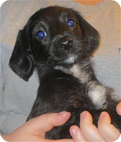 Powered by the pet lovers at. Salem, NH - Dachshund/Poodle (Miniature) Mix. Meet Suzie a ...