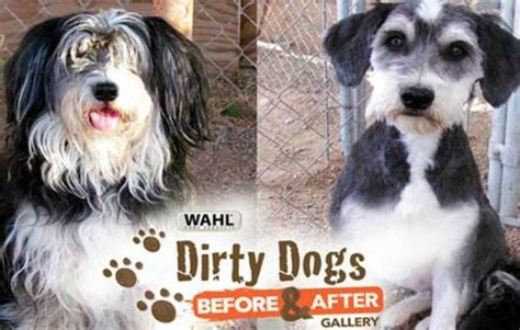 Dirty Dogs Wahl Helps Transform Shelter Dogs Golden Woofs