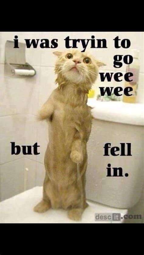 I Cant Put This Funny Cat In Words Funny Animals With Captions