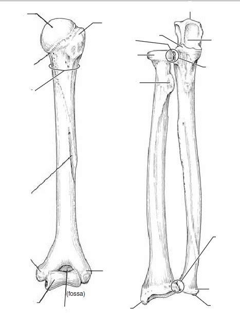 The bones of the leg are the femur, tibia, fibula and patella. Blank Diagrams - Harvey's A&P