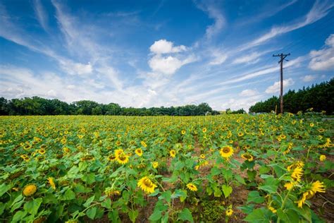 Sunflower Field At Sunset In Jarrettsville Maryland Stock Photo