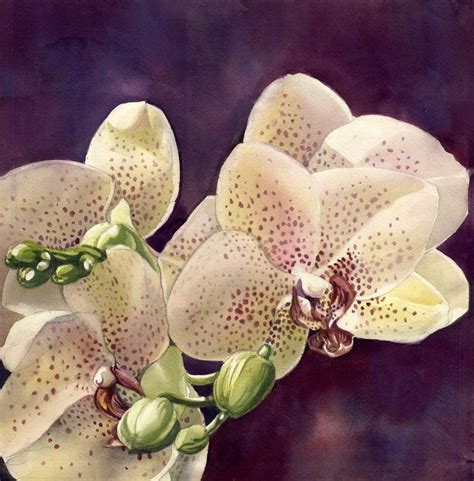 Pink Orchid In Bloom Watercolor 16x16 Alfred Ng Flickr Arches