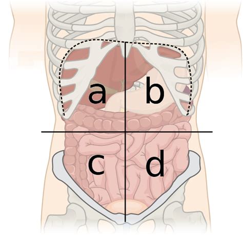 The regions of the body are labeled in boldface. 4 Quadrants Labeled / Four Abdominal Quadrants And Nine ...