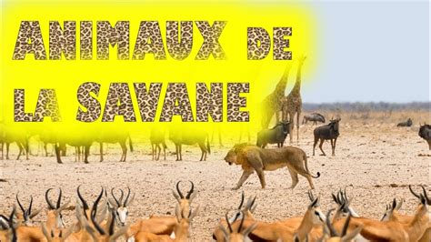 Animaux De La Savane Africaine Animaux De La Savane Wallpaper Fond