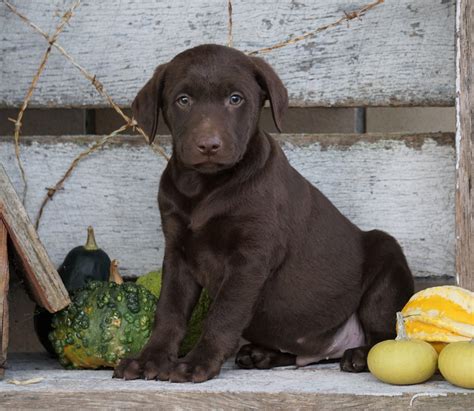 Akc Registered Chocolate Labrador Retriever Puppy For Sale Sugarcreek