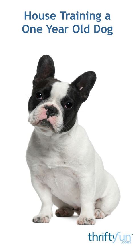 1 year for fido equals 7 years for you. House Training a One Year Old Dog? | ThriftyFun
