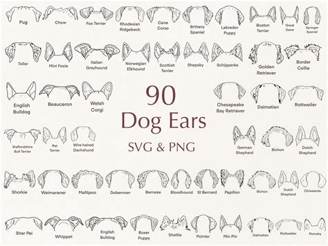 Dog Breed Ears Svg Hand Drawn Dog Ears Outline Bundle Etsy España