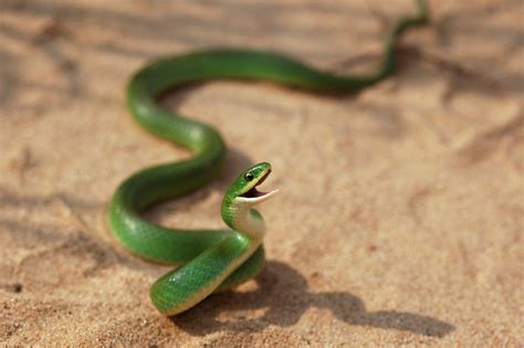 Smooth Greensnake Amphibians And Reptiles Found In Massachusetts
