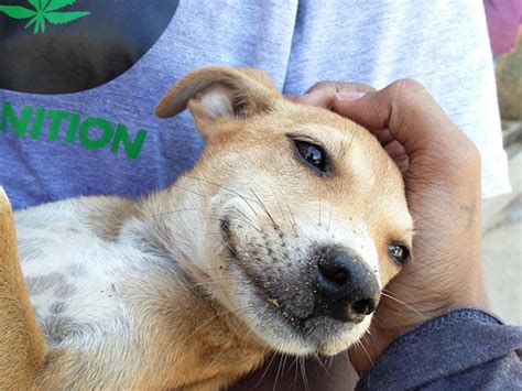 Search the world's information, including webpages, images, videos and more. Día del Perro Callejero: Adopta a un compañero que ...