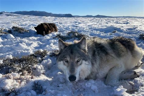 Colorado Wildlife Officials Recapture Two Wolves Near Walden