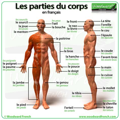 Body Parts Name In French Webmotor Org