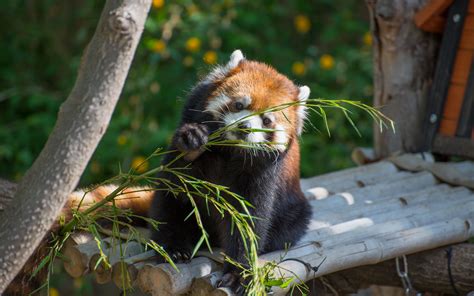 Download Wallpaper 3840x2400 Red Panda Cute Branch Bamboo 4k Ultra