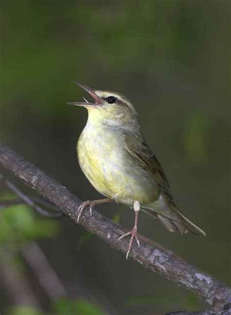 South Carolina Birds — Chas Mcrae Photography