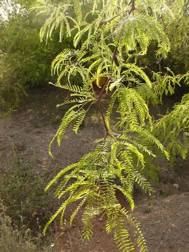 A live root was discovered in a copper mine over 160 feet (50 meters) below the surface. Prosopis chilensis | Thornless Chilean Mesquite| plant lust