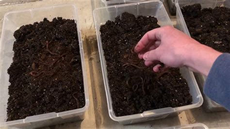 Post by contributing writer, holly. DIY - Compost Worms Totes for Fishing Bait - YouTube