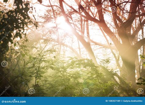 Foggy Jungle Stock Image Image Of Humid Landscape 108357189