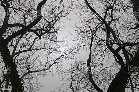 Spooky Tree Branches Silhouette Stock Photo Download Image Now