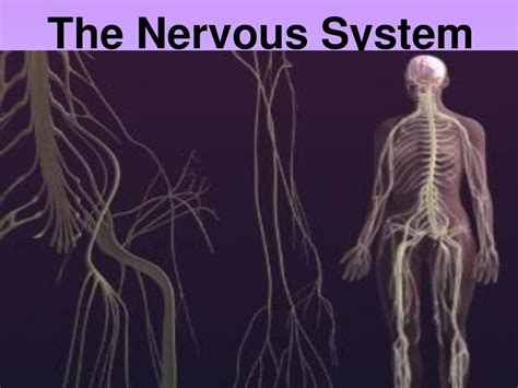 The Nervous System Ppt Download