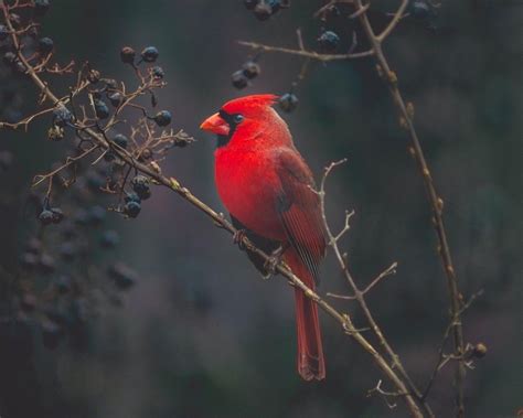 Un Cardinal Du Nord Mi Mâle Mi Femelle A été Observé En Pennsylvanie
