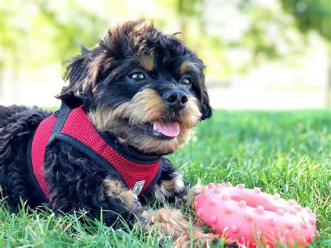 The chihuahua poodle mix likely originated in the united states in the 1970s. Chihuahua Poodle Mix (AKA Chipoo): A Little Dog With A Big ...