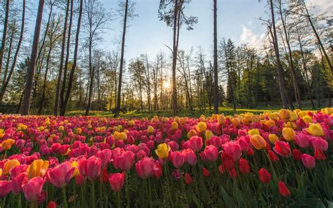 Download Wallpaper Sun Rays Through Field Of Tulips 2560x1600