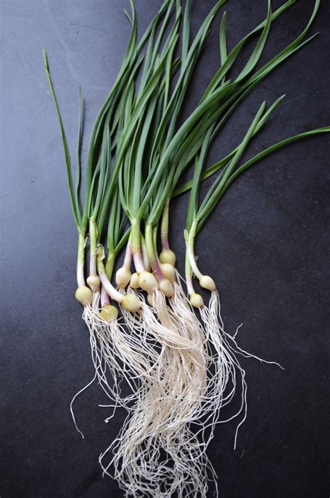 Green garlic an easy spring crop - The Washington Post