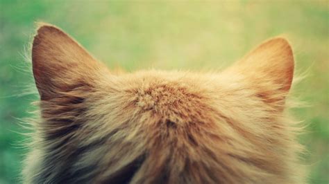 Your cat wants to play or they're trying to figure out if the paper is a new litter box. Inner Ear Infection in Cats - Purrfect Love