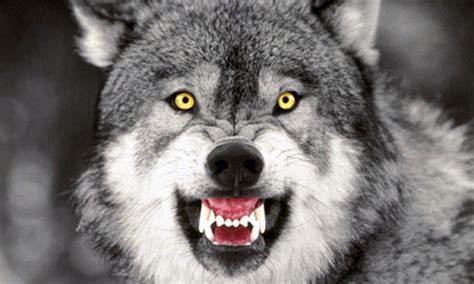 Derek Wild Wolf Grey Wolf Wolf Pictures