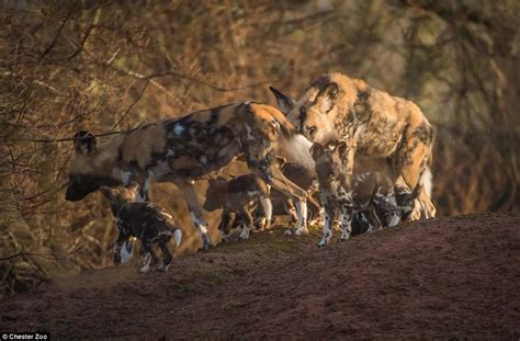 African Painted Dog Pups Are First To Be Born At Chester Daily Mail