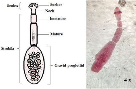 Morphology Of Adult Echinococcus Granulosus Worm Download Scientific