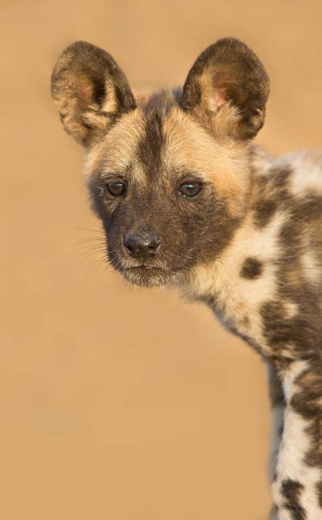 Cute By Keith Connelly Photographicsafrican Wild Dog Pup South Africa Animals Wild Animals