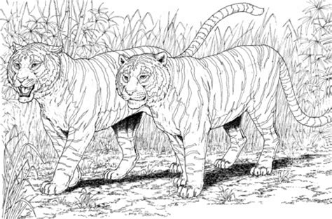 Free Tiger Coloring Pages Printable