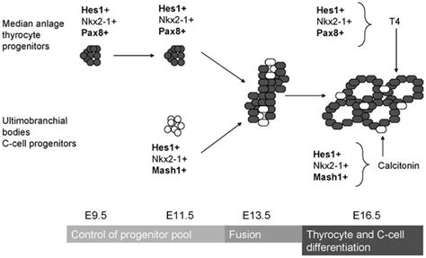 Endocrine Thyroid Development Embryology