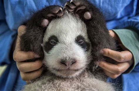 Wanna Become A Panda Nanny 30 Pics