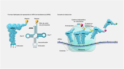 ARN De Transferencia ARNt