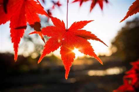 Piczene Maple Leaf Desktop Wallpaper