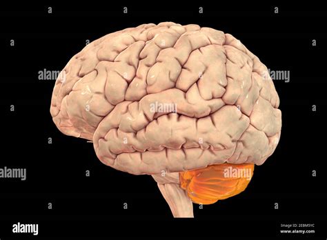 Human Brain With Highlighted Cerebellum Illustration Stock Photo Alamy