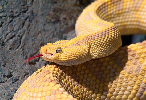 Hissing Animal Stock Photos Kimballstock