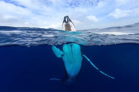 If you're in search of the best humpback whale wallpaper, you've come to the right place. How to Photograph a Giant Humpback Whale as It Waves Hello ...