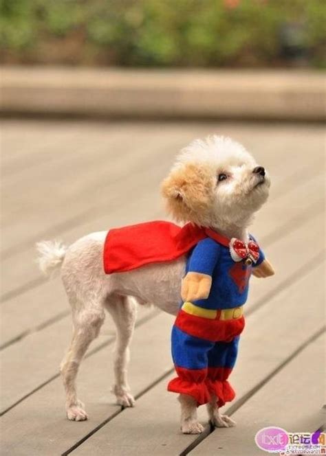 You Will Believe A Dog Can Fly Cute Gallery Of Dogs Dressed As Superman Youbentmywookie