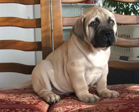 9 Things Your Mastiff Wants To Tell You Sonderlives