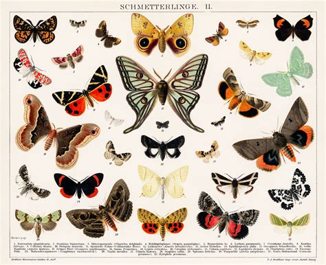 Antique Butterfly And Moth Lithograph Original Antique Ins Flickr