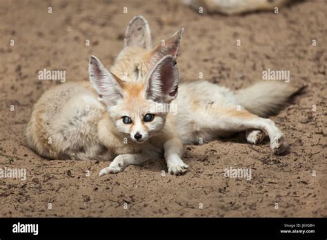 Fennec Foxes Vulpes Zerda Wildlife Animal Stock Photo Alamy