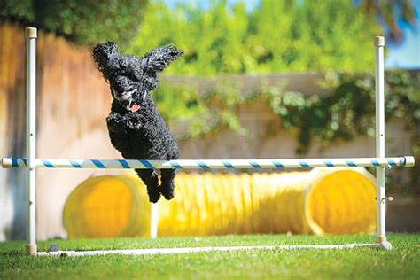 Come to palm desert to get away from your hectic life. Palm Springs Dog Parks Dog Friendly Locations Palm Springs Palm Desert