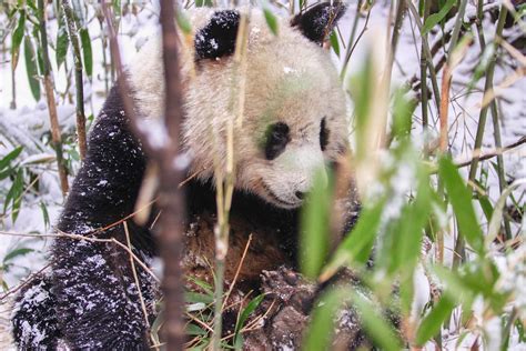 Livestock Grazing Harming Giant Panda Habitat
